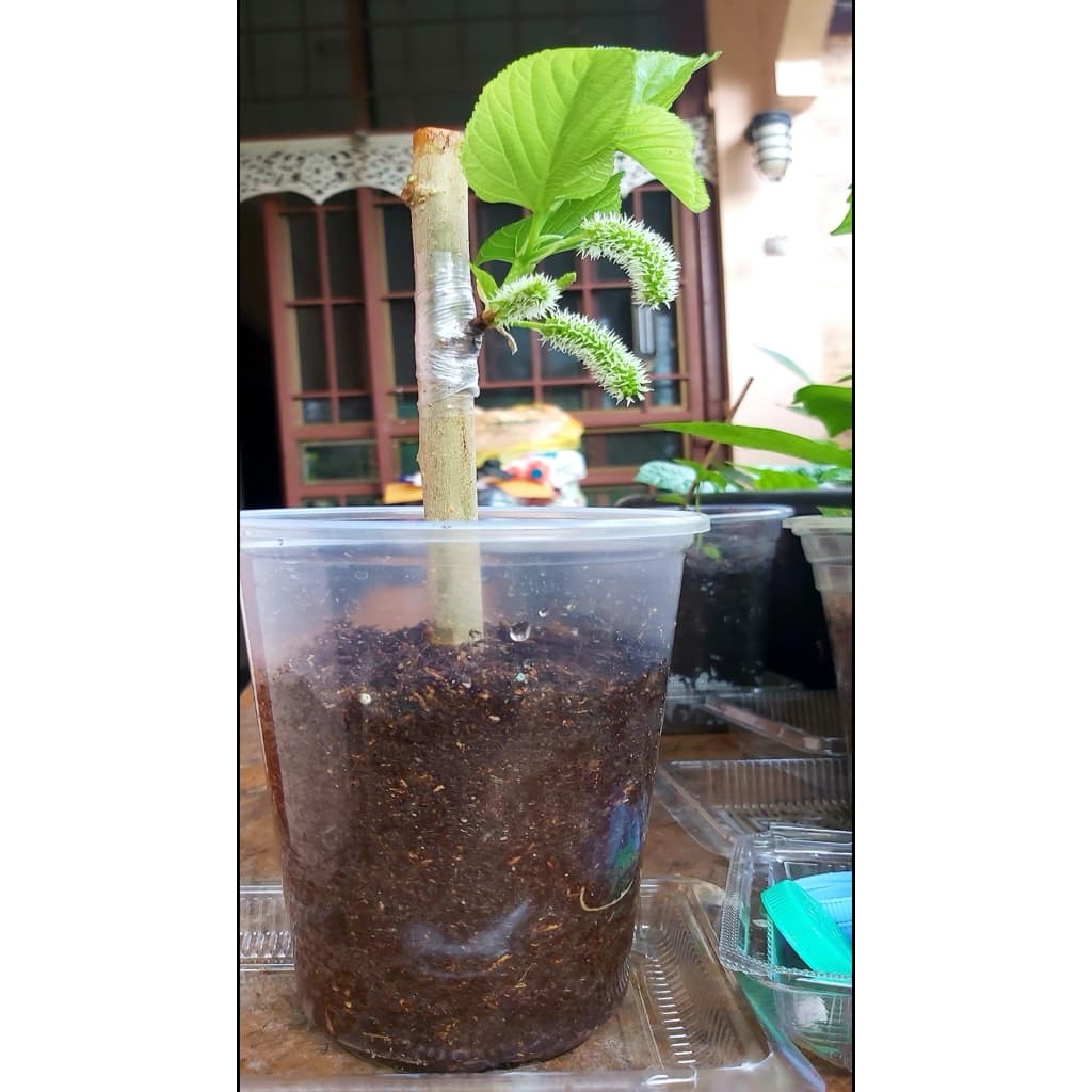 กิ่งหม่อนติดตาหม่อนหิมาลายันขาว หอมหวานปานน้ำผึ้ง รูปที่ 6