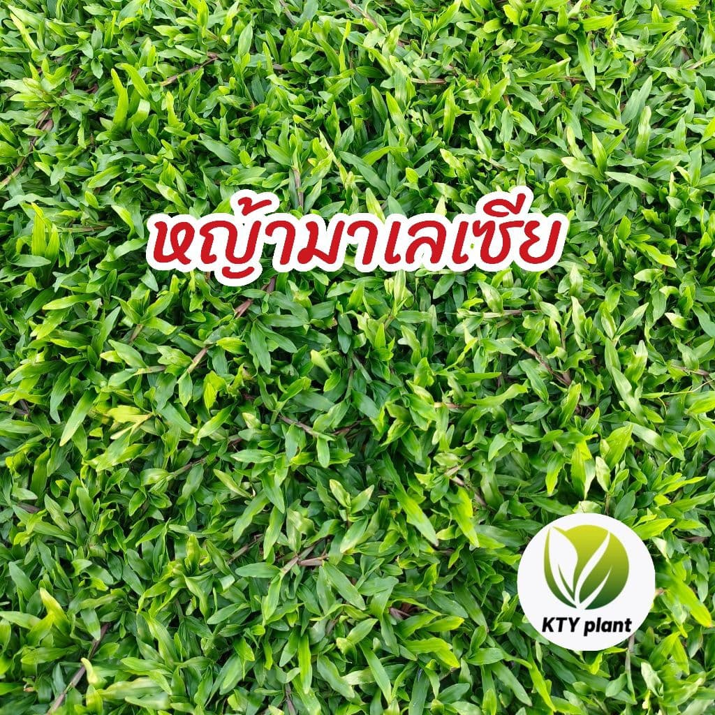 หญ้ามาเลเซีย 10 แผ่น หญ้าสนาม ขนาด ต่อแผ่น50x100ซม. รูปที่ 1