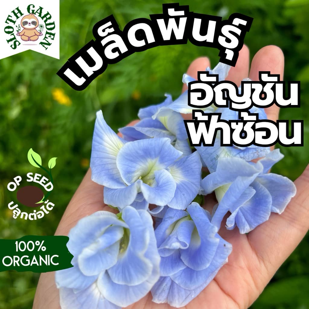 เมล็ดพันธุ์อัญชันฟ้าซ้อน ดอกไม้กินได้ ดอกใหญ่ เมล็ดปลูกต่อได้ ออร์แกนิค จากสวนป่าปลอดเคมี บรรจุ 20 เมล็ด รูปที่ 1
