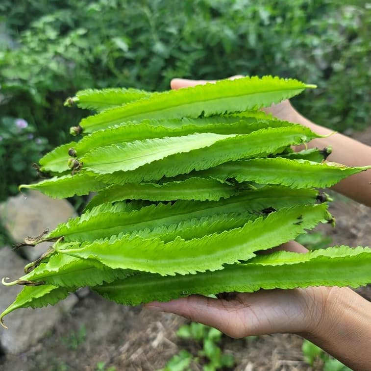 เมล็ดพันธุ์ ถั่วพูสีเขียว Green Winged Bean Seed 20 เมล็ด คุณภาพดี รูปที่ 2