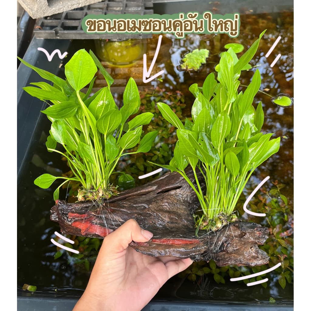 ขอนอเมซอน รูปที่ 1
