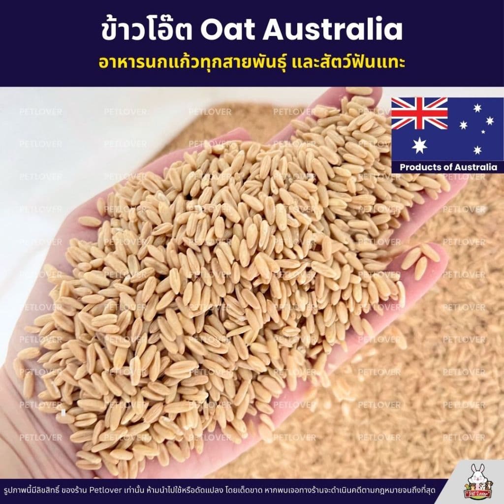 ข้าวโอ๊ต Oat Australia เกรด A ข้าวโอ็ต อาหารนกแก้ว และสัตว์ฟันแทะ สะอาด ร่อนฝุ่นทุกถุง รูปที่ 3