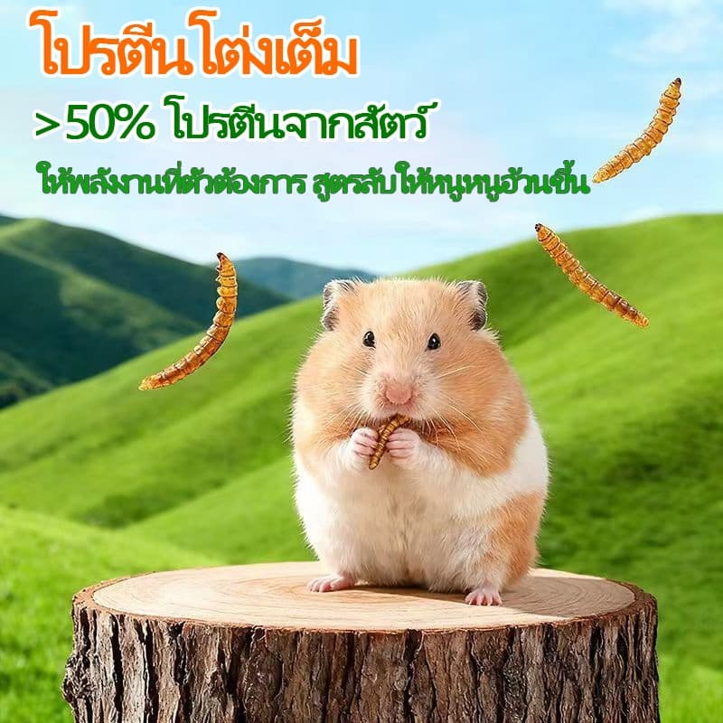PETLUSCI® หนอนนกอบแห้ง 1300ML หนอนอาหาร หนอนอบแห้ง อาหารหนูแฮมเตอร์ hamster โปรตีนสูง อาหารนก เต่า รูปที่ 7