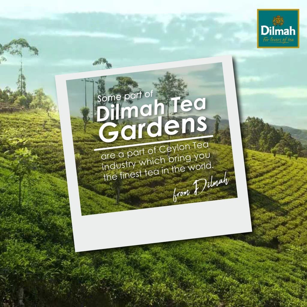 Dilmah ชาซอง ชาผลไม้ กลิ่นแอปเปิ้ล | Fruit Fun Tea - Apple 2g x 20Tbags รูปที่ 9