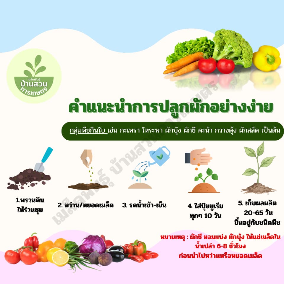 เมล็ดพันธุ์กุยช่าย จำนวน 200 เมล็ด รูปที่ 3