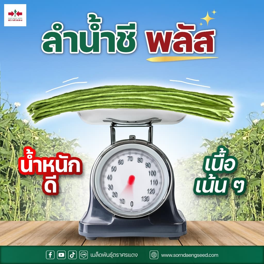 ถั่วฝักยาว ลำน้ำชีพลัส เมล็ดถั่วฝักยาว บรรจุ 100กรัม 500กรัม ตราศรแดง รูปที่ 4