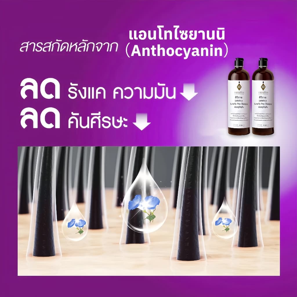 ศิริราช อายุรเวท แชมพูอัญชัน Butterfly Pea Shampoo แชมพูสระผม ยาสระผม บำรุงเส้นผม ทำความสะอาดหนังศีรษะ เพิ่มความชุ่มชื้น รูปที่ 2