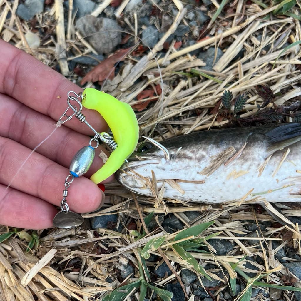 ตะขอเบ็ดรุ่น Sian Hook งานปลาช่อน คุณภาพสูง สำหรับเหยื่อยางขนาดมาตรฐาน 6.5cm. ถึง 7.5cm รูปที่ 7