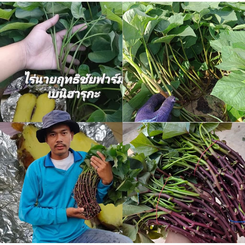 เบนิฮารุกะ100% 30ยอด 50บาท ยอดพันธุ์มันหวานญี่ปุ่น รูปที่ 5