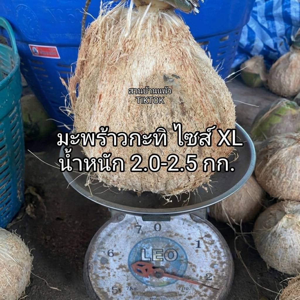 มะพร้าวกะทิ เนื้อฟู เหนียวนุ่ม สดใหม่ ส่งตรงจากสวนบ้านแพ้ว รูปที่ 7