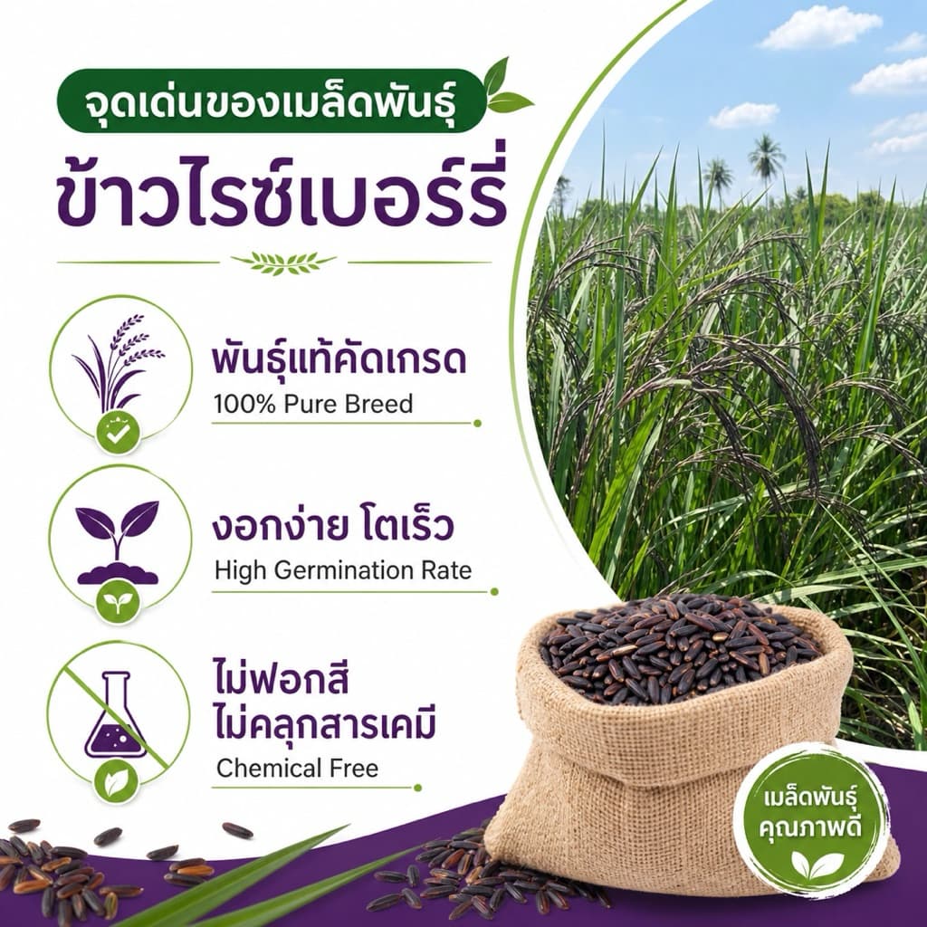 เมล็ดพันธุ์ข้าวไรซ์เบอร์รี่ ปลูกง่าย งอกไว ข้าวเปลือกคัดมือ เมล็ดสมบูรณ์ ปลูกได้ทุกพื้นที่ รูปที่ 2