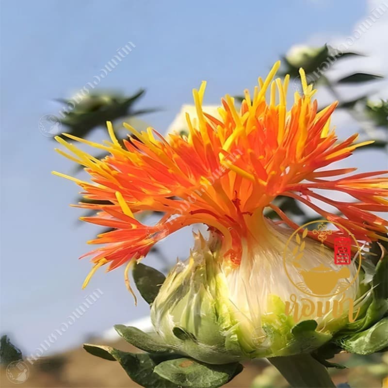 ดอกคำฝอยอบแห้ง ชาดอกคำฝอย เกรดพรีเมี่ยม หงฮวา อั่งฮวย 红花 Dried Safflower Tea รูปที่ 6