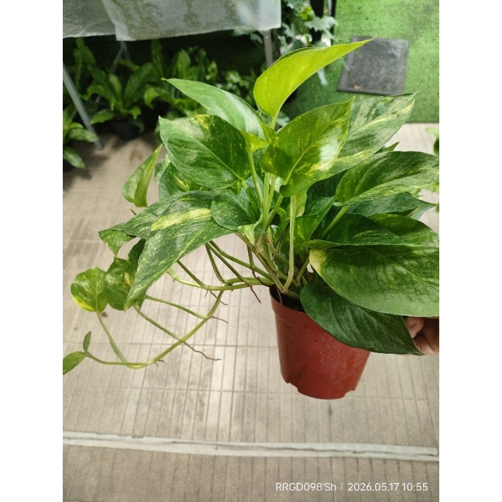 พลูด่าง/พลูด่างราชินีหินอ่อนMarble Queen กระถาง3-8นิ้วและแบบกิ่งตัดสด รูปที่ 2