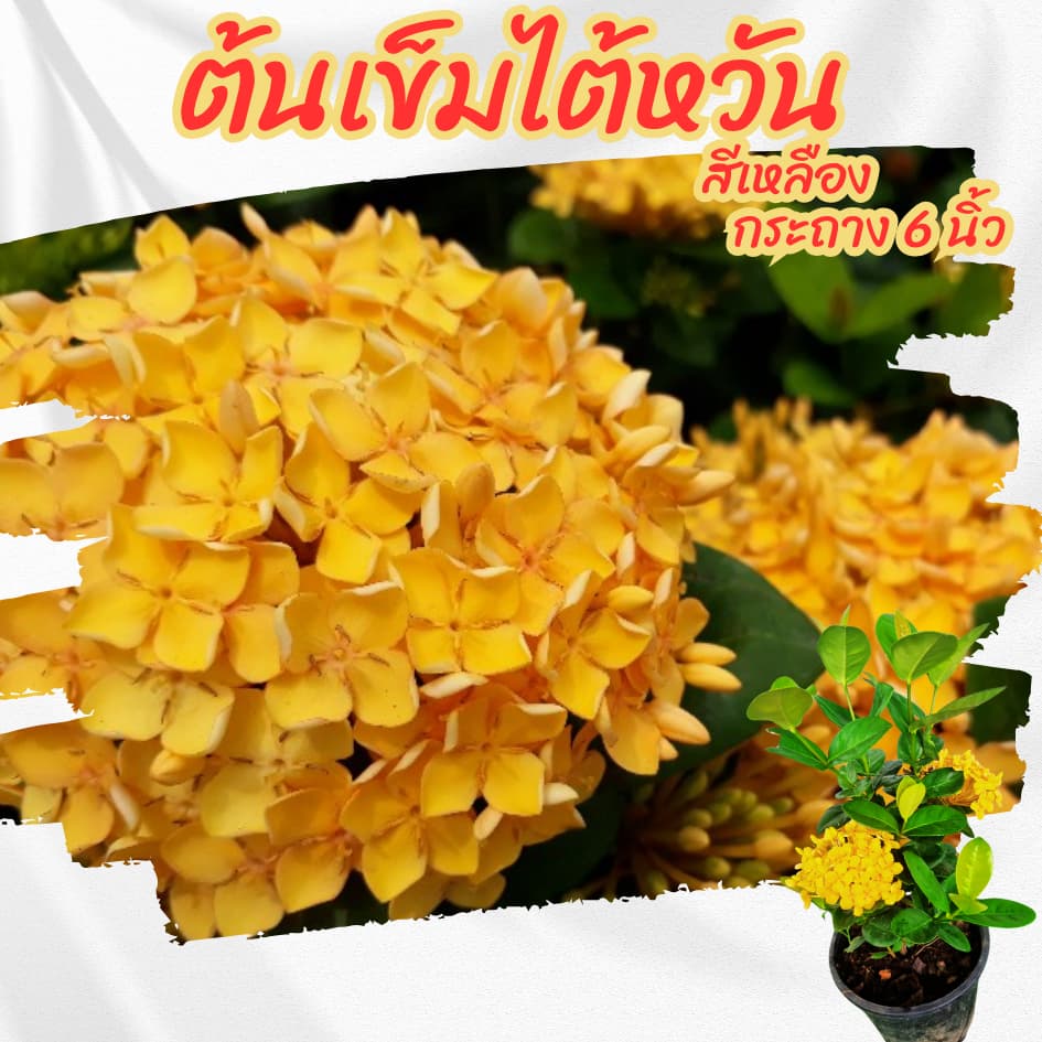 ต้นเข็มไต้หวันดอกสีเหลือง กระถาง 6 นิ้ว ออกดอกตลอดทั้งปี ดอกทนไม่ร่วงง่าย รูปที่ 3