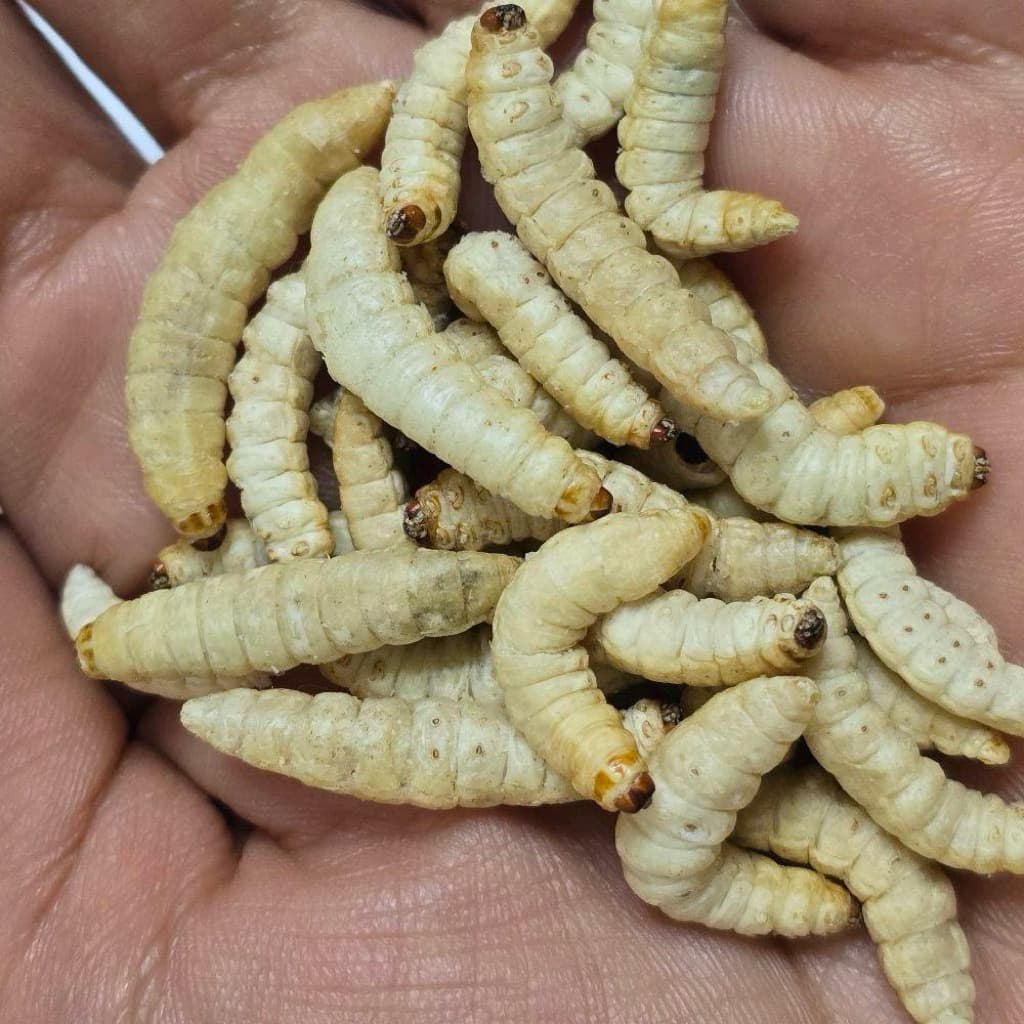 หนอนแว๊กฟรีซดราย หนอนน้ำผึ้ง หนอนแว๊กซ์ สำหรับชูก้า กระกรอก 10g. รูปที่ 2