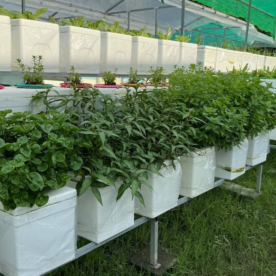 กล่องโฟมมินิ ขนาด 23*31*23 cm. สำหรับปลูกผักสลัด ผักสวนครัว ดอกไม้ และไม้ประดับ -เกษตรกรรมยั่งยืน รูปที่ 8