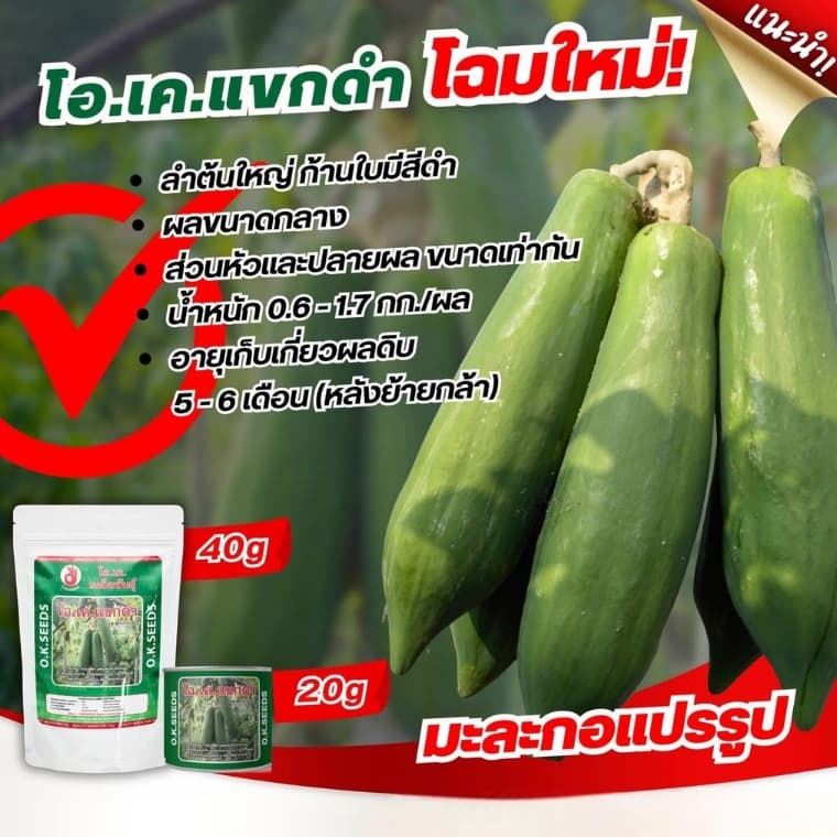 เมล็ดพันธุ์มะละกอแขกดำ มะละกอแปรรูป ขนาด 20 และ 40 กรัม ตรา โอ.เค.ซีดส์ มะละกอแขกดำ รูปที่ 2