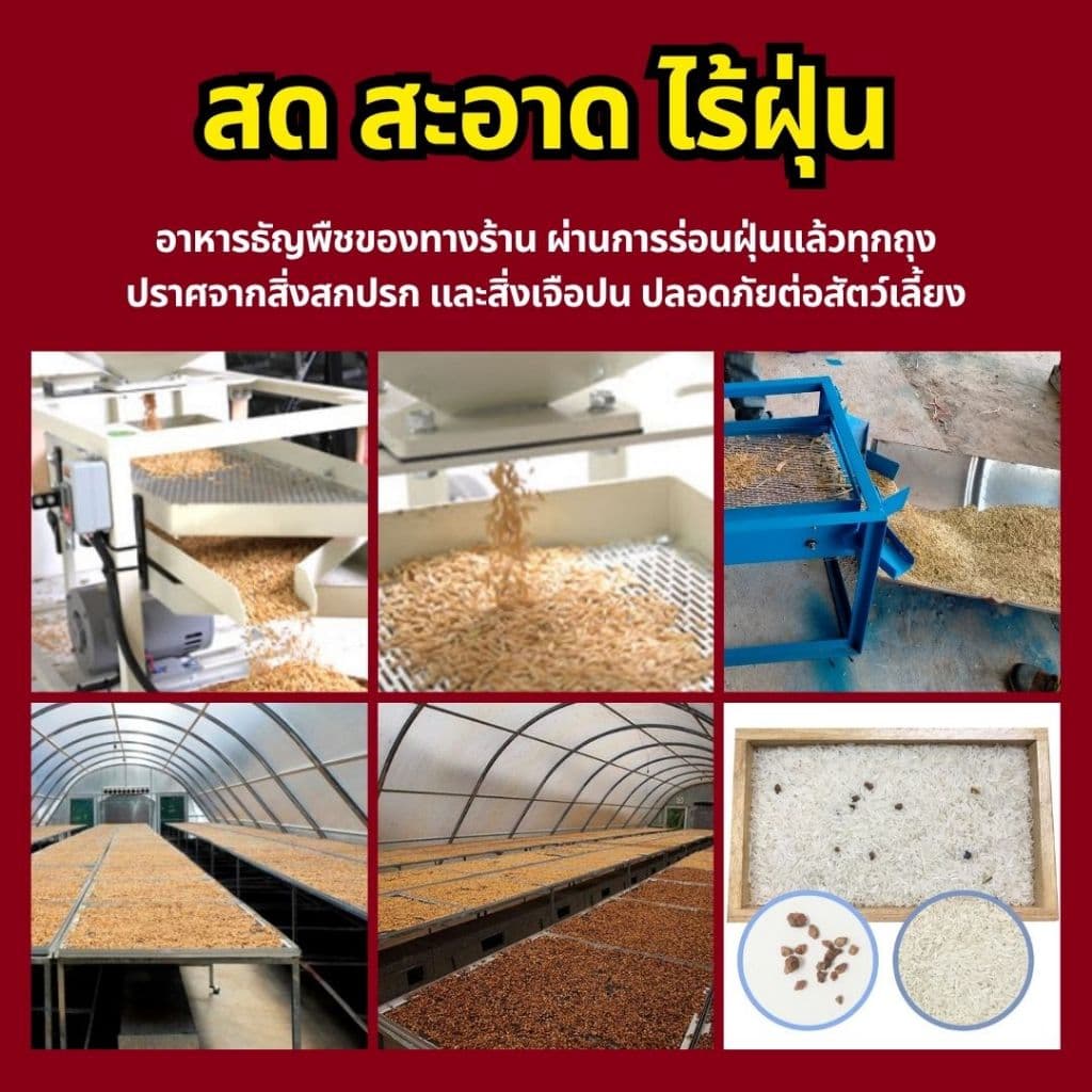 มิลเล็ต 3สี Mix Millet เกรดA อาหารนกเขาเล็ก นกแก้ว สัตว์ฟันแทะ สะอาด ร่อนฝุ่น รูปที่ 4