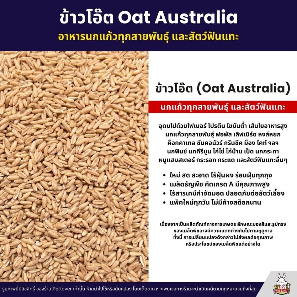 ข้าวโอ๊ต Oat Australia เกรด A ข้าวโอ็ต อาหารนกแก้ว และสัตว์ฟันแทะ สะอาด ร่อนฝุ่นทุกถุง รูปที่ 4