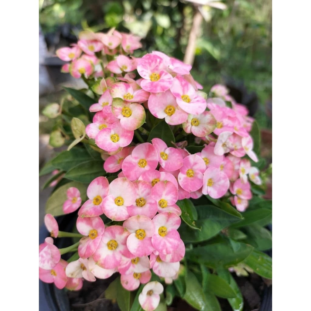 กิ่งโป๊ยเซียนแคระตัดสดมีหลายสี รูปที่ 2