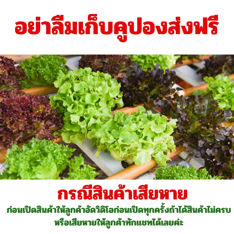 เมล็ดพันธุ์กุยช่าย จำนวน 200 เมล็ด รูปที่ 7