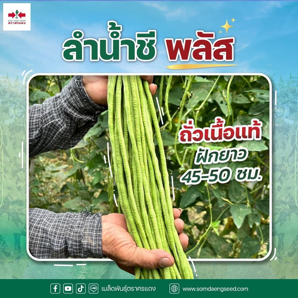 ถั่วฝักยาว ลำน้ำชีพลัส เมล็ดถั่วฝักยาว บรรจุ 100กรัม 500กรัม ตราศรแดง รูปที่ 5