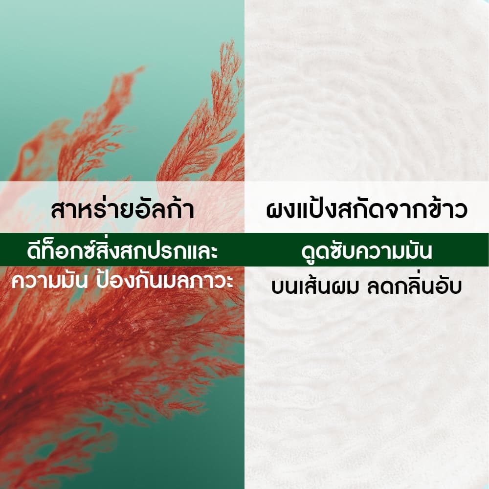 อีฟ โรเช Yves Roche Purity Detoxifying Dry Shampoo 150ml. ดรายแชมพูสำหรับผมมัน ไม่ทิ้งคราบขาว รูปที่ 4