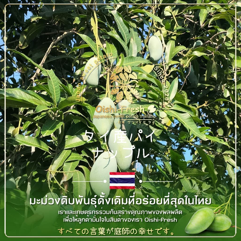 Oishi-freshมะม่วงเขียวเสวย แก่จัด คัดพิเศษ ปลอดสารพิษ รสชาติกรอบ สด ใหม่ ใยอาหารสูง หวานออร์แกนิค เคลมได้ 1-2 วัน รูปที่ 3