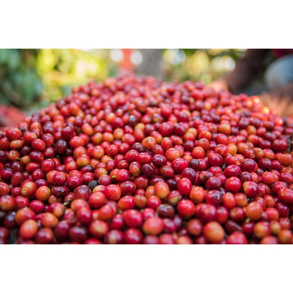 สั่งเลยเมล็ดกาแฟคั่ว จากดอยช้าง คั่วเข้ม/กลาง/อ่อน กาเเฟธรรมชาติ เมล็ด หรือ บด รูปที่ 8