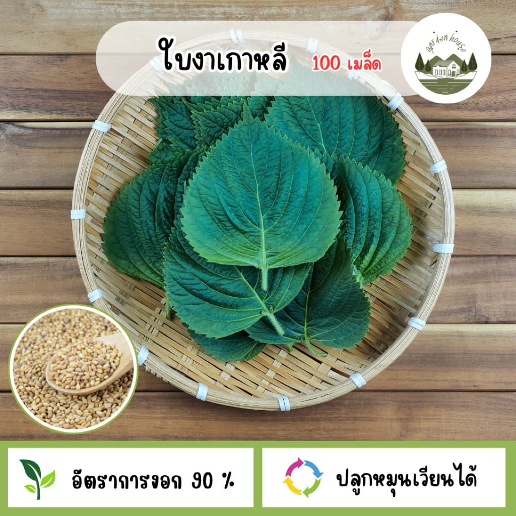 ใบงาเกาหลี 100 เมล็ด รูปที่ 1
