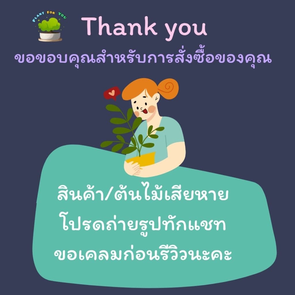 ต้นไม้มงคล/ต้นไม้ฟอกอากาศ พร้อมกระถางปูน3"นิ้ว ครบชุดพรอมปลูก วางโต๊ะทำงาน ประดับบ้าน/คอนโด/ร้าน/café/ออฟฟิศ/สำนักงาน รูปที่ 9