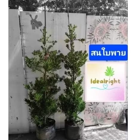 กดสั่งกล่องละ1ต้นเท่านั้น ต้นสนใบพาย ความสูง 160 c.m. ขึ้นไปค่ะ รูปที่ 1