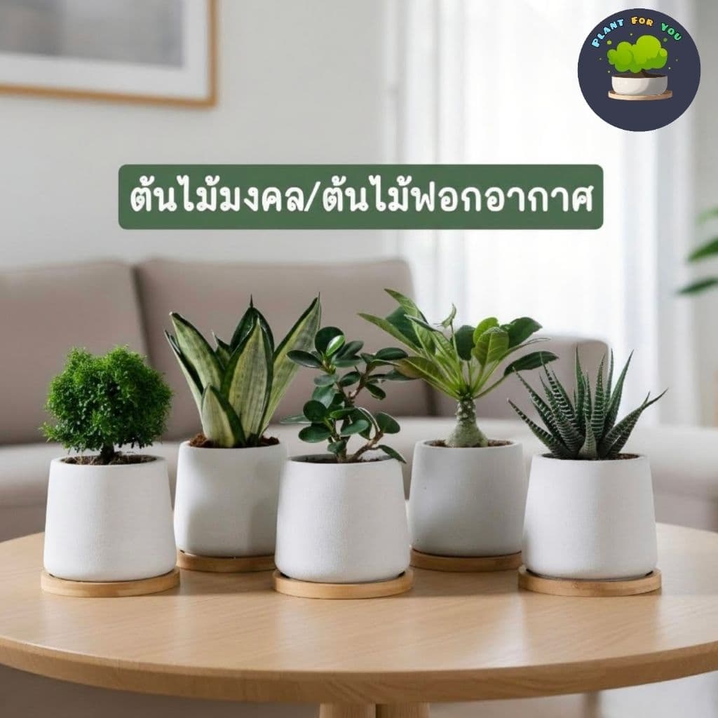 ต้นไม้มงคล/ต้นไม้ฟอกอากาศ พร้อมกระถางปูน3"นิ้ว ครบชุดพรอมปลูก วางโต๊ะทำงาน ประดับบ้าน/คอนโด/ร้าน/café/ออฟฟิศ/สำนักงาน รูปที่ 1