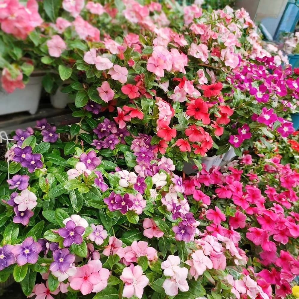 450เมล็ดพันธุ์ดอกแพงพวยคละสี ปลูกง่าย โตไว อัตราการงอกสูง รูปที่ 3