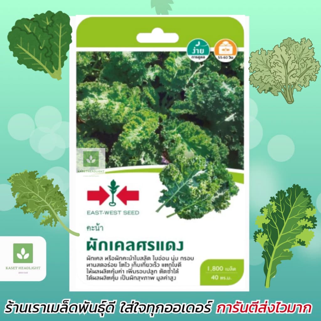 เมล็ดพันธุ์ เคล ศรแดง 1,800เมล็ด/ซอง Kale Seed รูปที่ 1