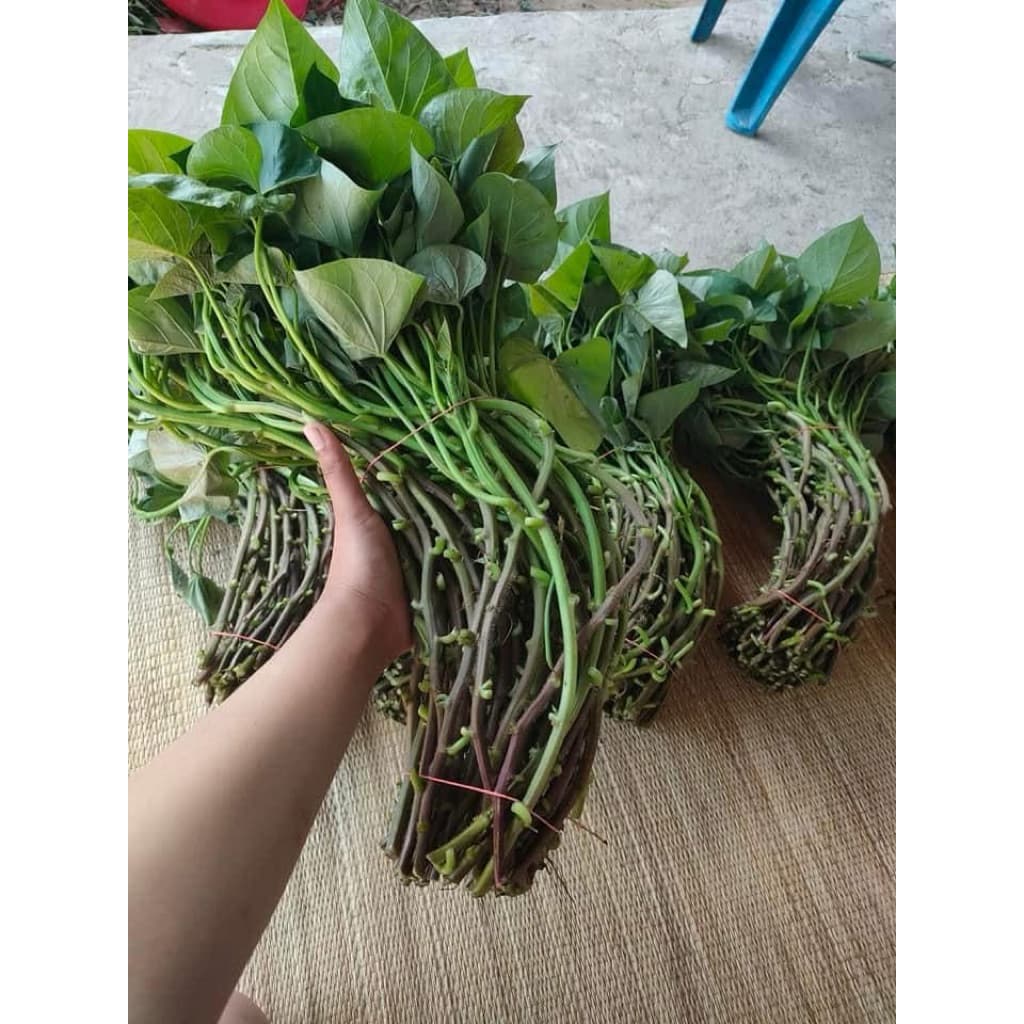 เบนิฮารุกะ100% 30ยอด 50บาท ยอดพันธุ์มันหวานญี่ปุ่น รูปที่ 8