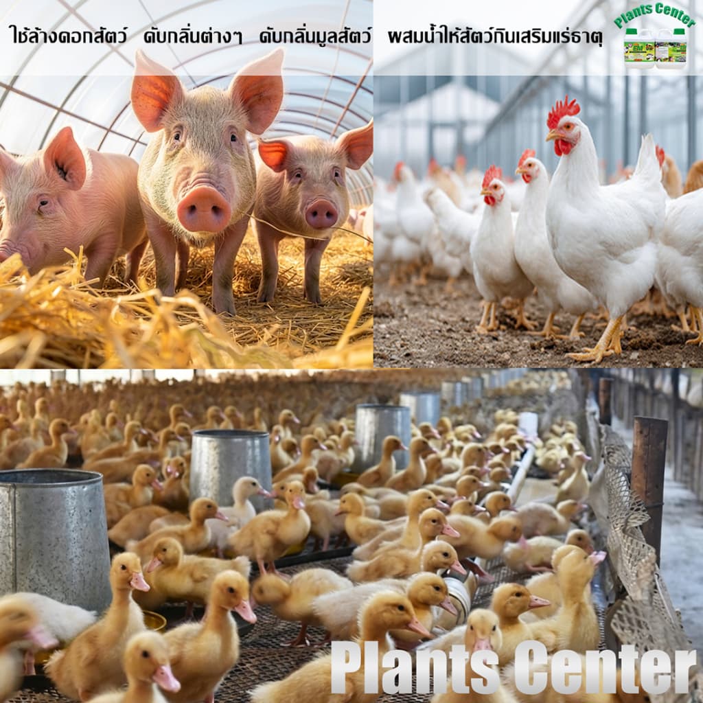 Plants Center EM หัวเชื้ออีเอ็มธรรมชาติ ดับกลิ่นท่อ ส้วม กลิ่นเหม็น ใช้ย่อยสลาย หมักปุ๋ย บำบัดน้ำขนาด 1L ตรากอบัว รูปที่ 7