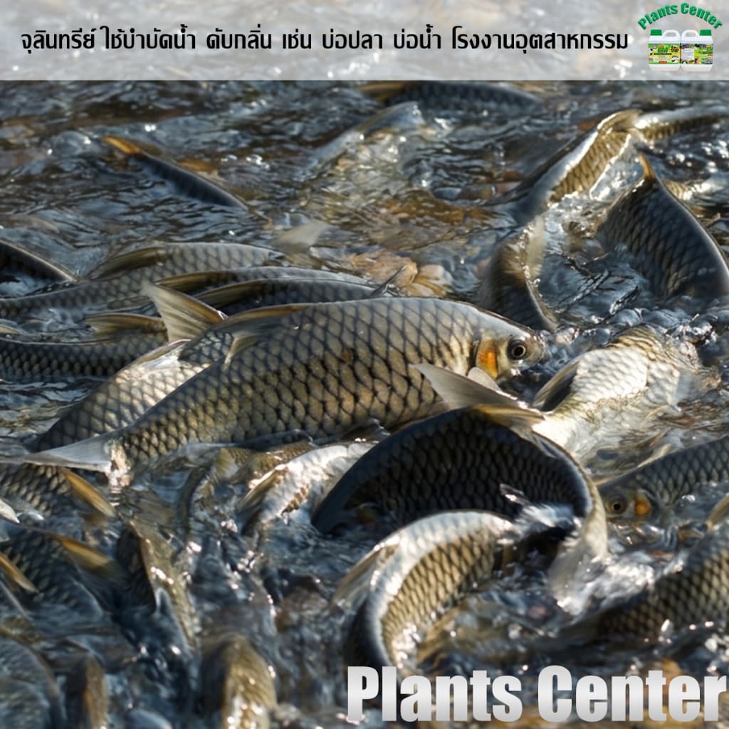 Plants Center EM หัวเชื้ออีเอ็มธรรมชาติ ดับกลิ่นท่อ ส้วม กลิ่นเหม็น ใช้ย่อยสลาย หมักปุ๋ย บำบัดน้ำขนาด 1L ตรากอบัว รูปที่ 6