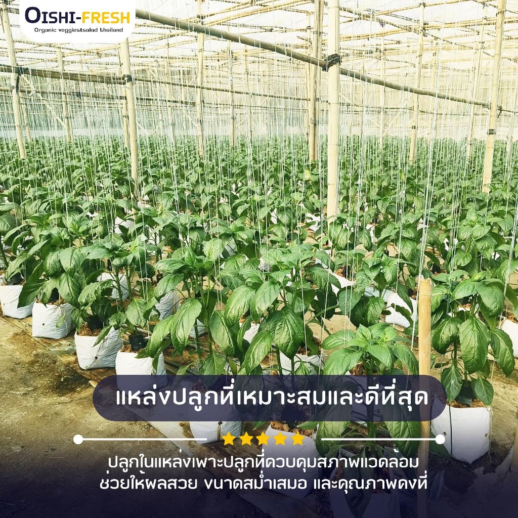 Oishi-Fresh พริกหวาน ปลอดสารพิษ 1 กก. รสชาติกรอบ สด ใหม่ ใยอาหารสูง หวานออร์แกนิค เคลมได้ 1-2 วัน รูปที่ 3