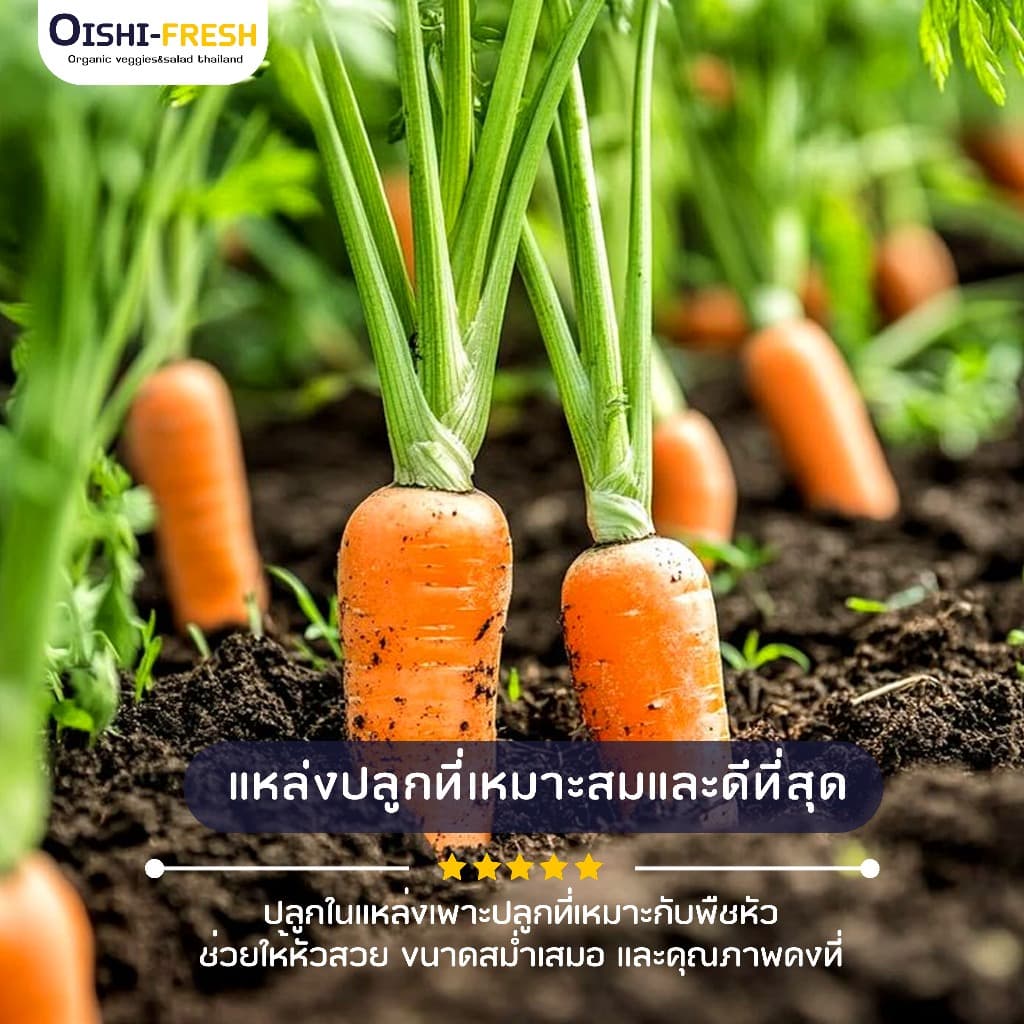 Oishi-Freshแครอท ปลอดสารพิษ 1 กก. รสชาติกรอบ สด ใหม่ ใยอาหารสูง หวานออร์แกนิค เคลมได้ 1-2 วัน รูปที่ 3