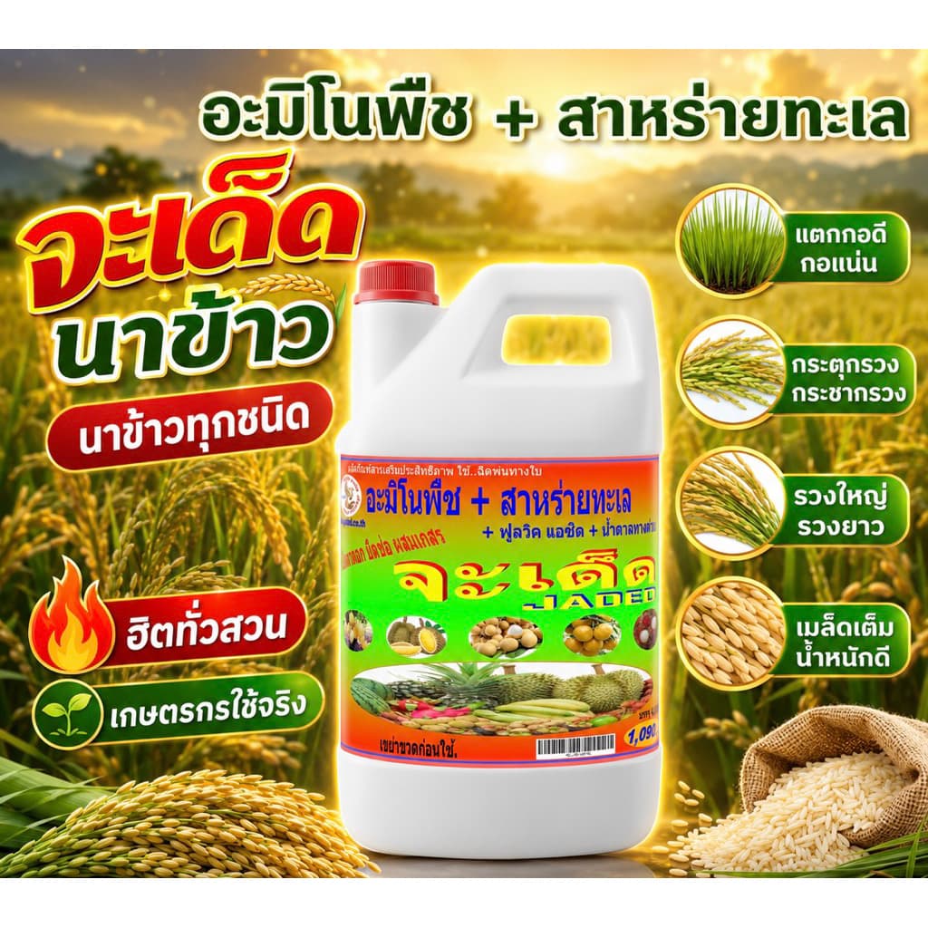 จะเด็ดสำหรับ นาข้าวอะมิโน นํ้าตาลทางด่วน สาหร่ายทะเล อาหารพืช ฮอร์โมนพืช รูปที่ 1
