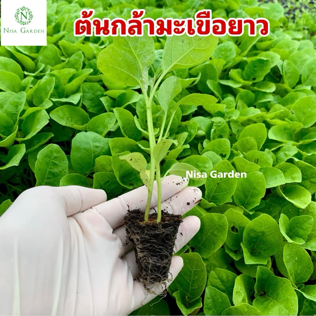 Nisa Garden ต้นกล้ามะเขือยาว F1 ท็อปกัน ตราศรแดง แข็งแรง โตเร็ว รูปที่ 3
