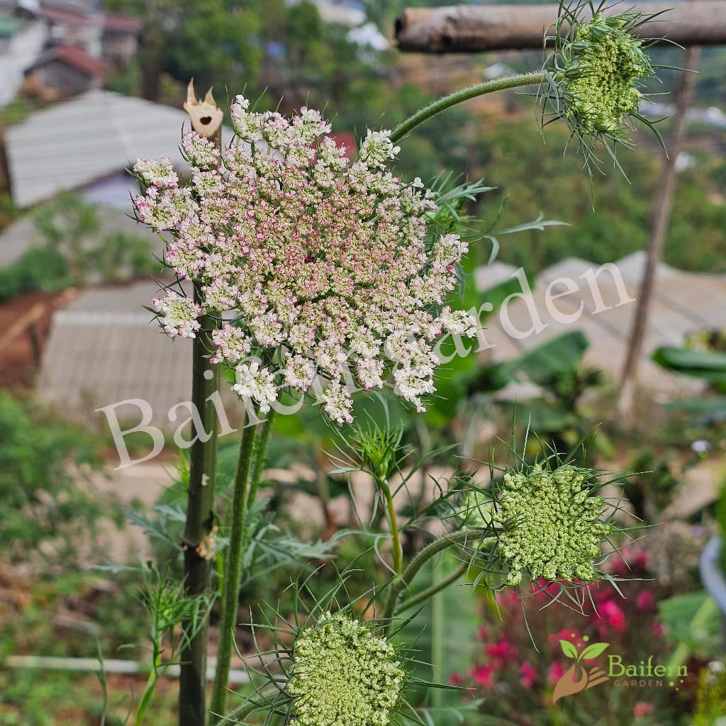 ต้นกล้าดอกแครอทป่าคละสี ดอกไม้กินได้ สวยงามเลี้ยงง่าย รูปที่ 6