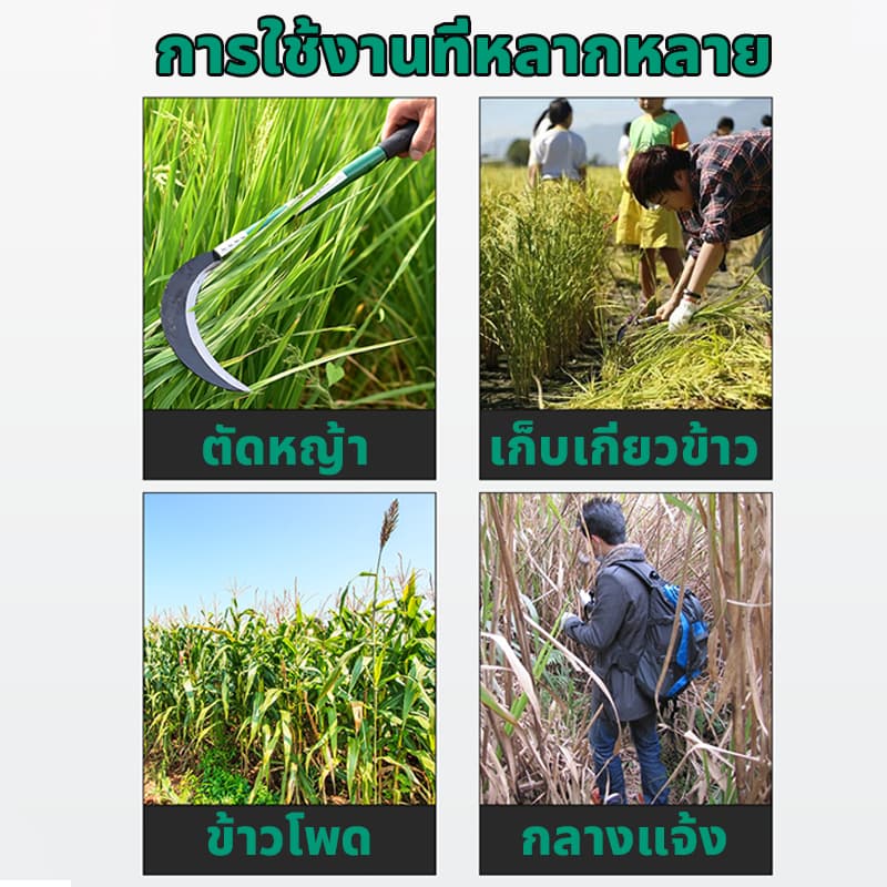 เคียวด้ามยาวน้ำหนักเบา อเนกประสงค์ ใช้สำหรับ ตัดไม้ ตัดหญ้า สวนกล้วย เคียวเกียวหญ้า มีดแมงกานีส รุ่นหนาแบบยาวด้ามเขียว รูปที่ 2