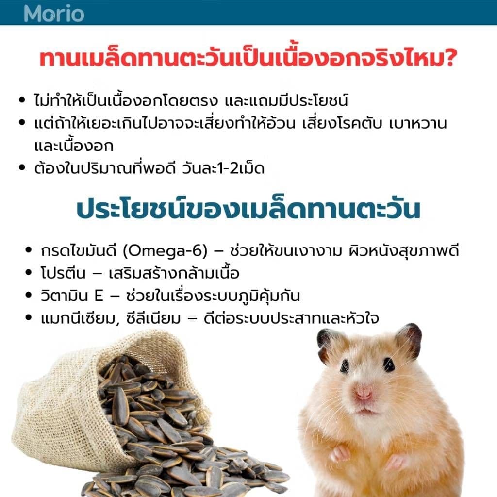 Morio Hamster food หนอนอบแห้ง อาหารหนูเเฮมสเตอร์ เม่นเเคระ สัตว์ฟันเเทะ รูปที่ 2