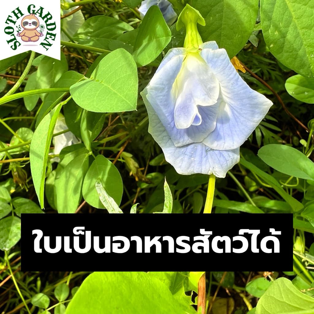 เมล็ดพันธุ์อัญชันฟ้าซ้อน ดอกไม้กินได้ ดอกใหญ่ เมล็ดปลูกต่อได้ ออร์แกนิค จากสวนป่าปลอดเคมี บรรจุ 20 เมล็ด รูปที่ 5