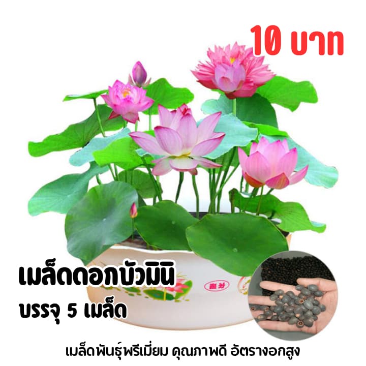 เมล็ดบัวมินิ บรรจุ 5 เมล็ด รูปที่ 1