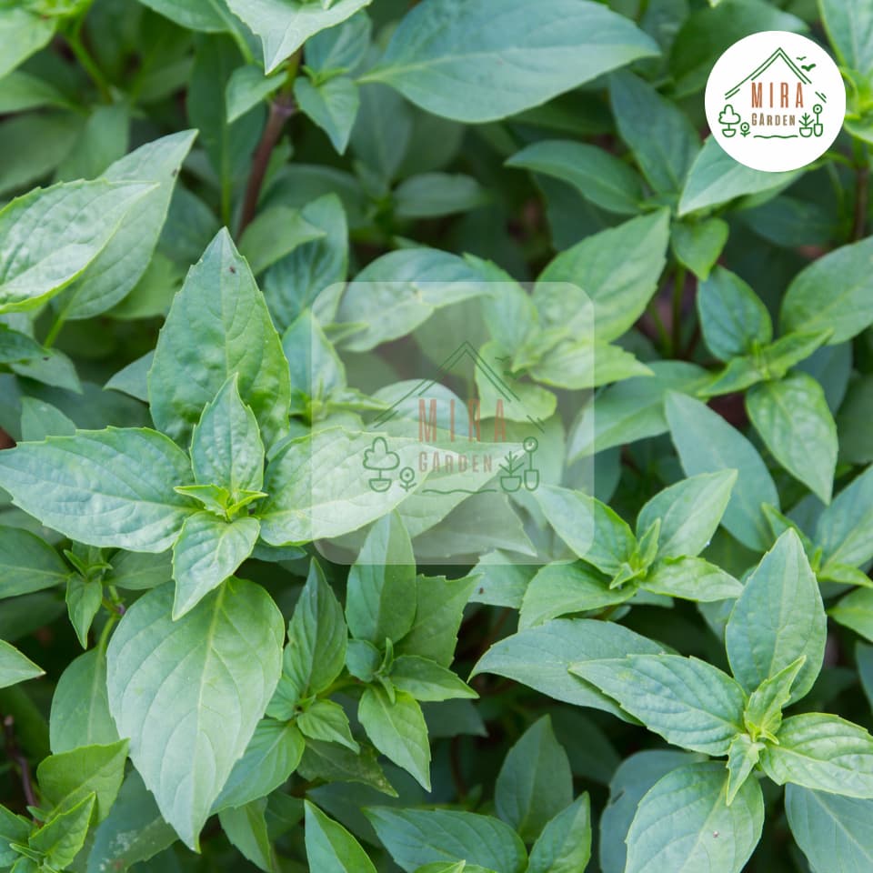 เมล็ดพันธุ์ใบแมงลัก 500 เมล็ด รูปที่ 5