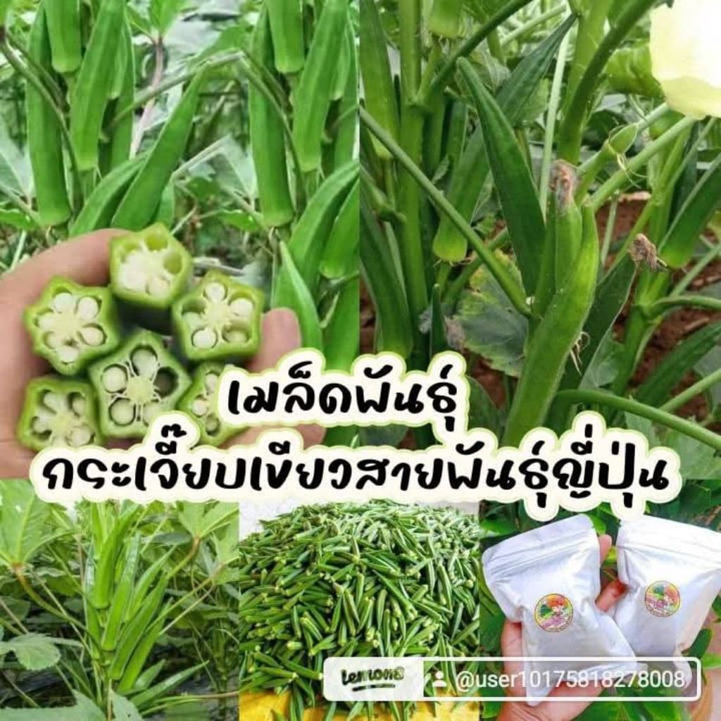 เมล็ดพันธุ์กระเจี๊ยบเขียวโอซาก้า 1000เมล็ด 99บาทำ รูปที่ 1