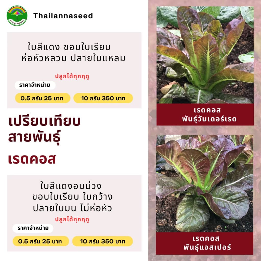 เมล็ดพันธุ์ผักสลัด เรดคอส พันธุ์วันเดอร์เรด รหัสสินค้า 3019 รูปที่ 4